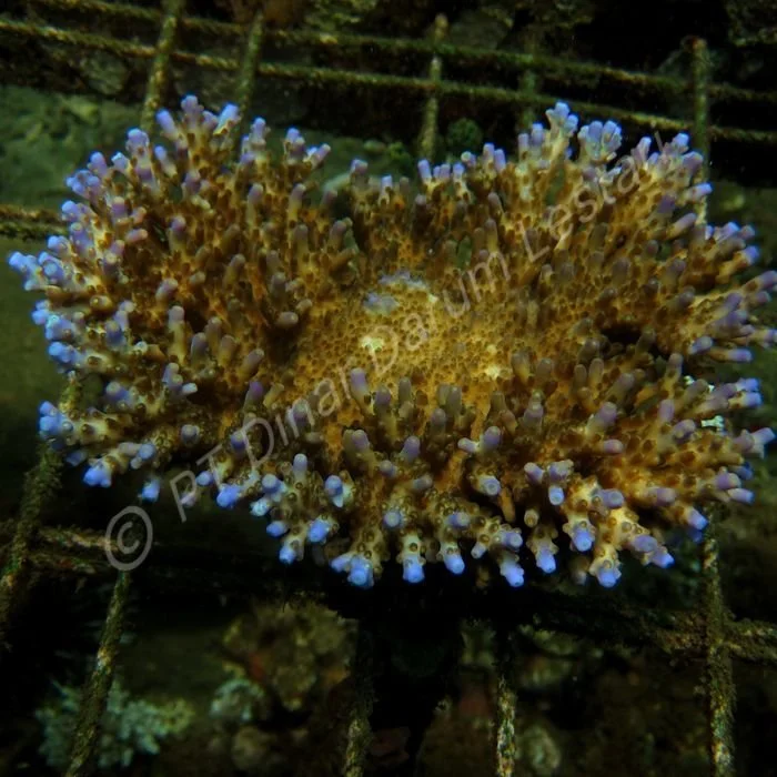 Acropora efflorescens X.jpg