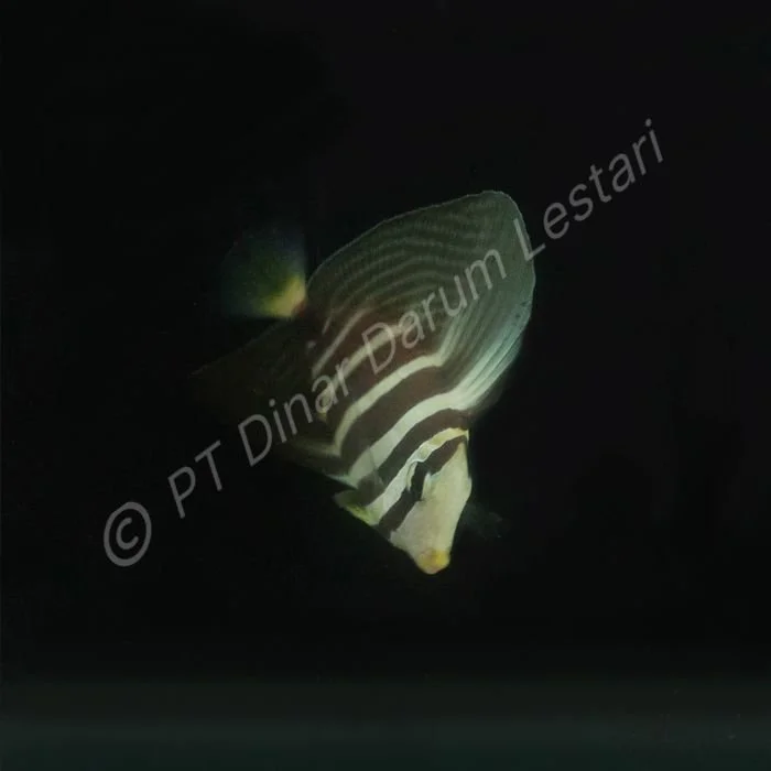DINAR-0947.jpg
