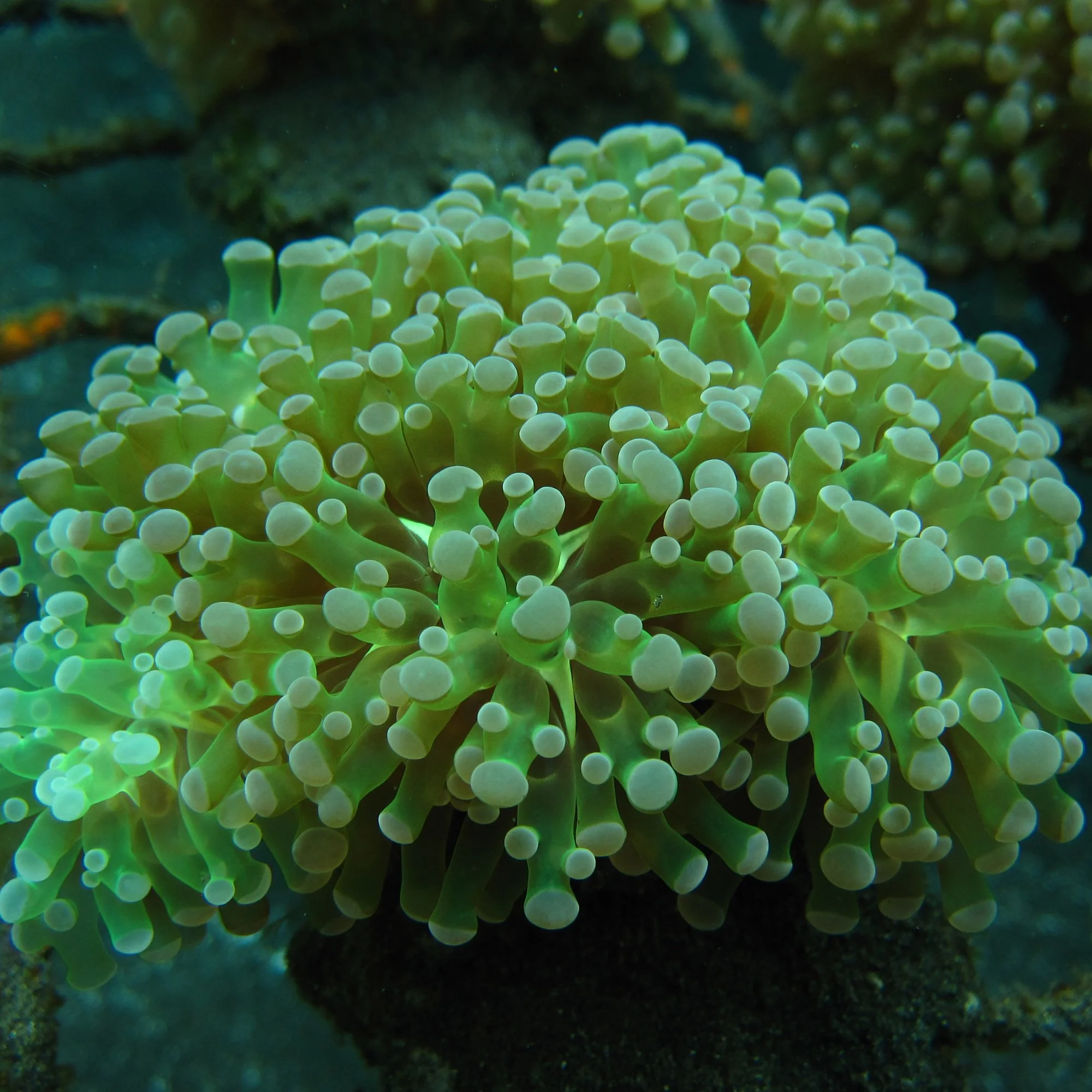 HC Euphyllia cristata.jpg