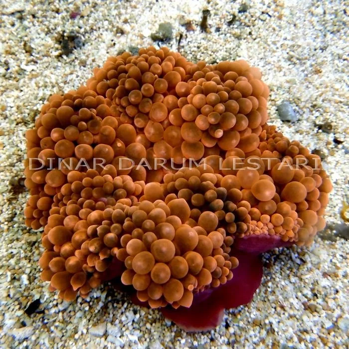 Red Bubble Anemones.jpg