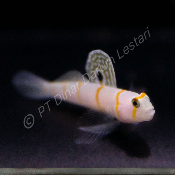 FISH 33.jpg