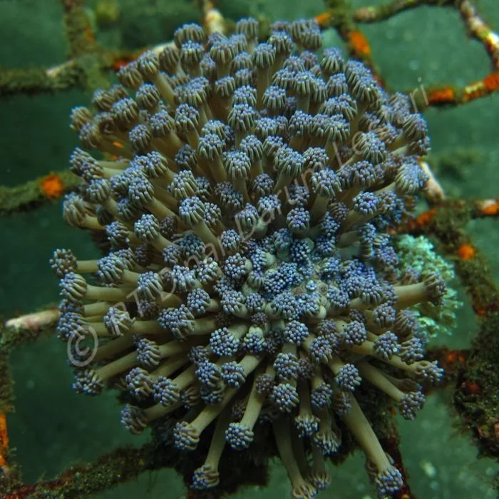 Goniopora lobata (2).jpg