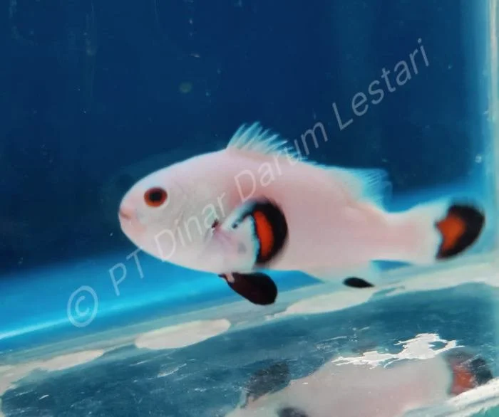 Clownfish Goris 011.jpg