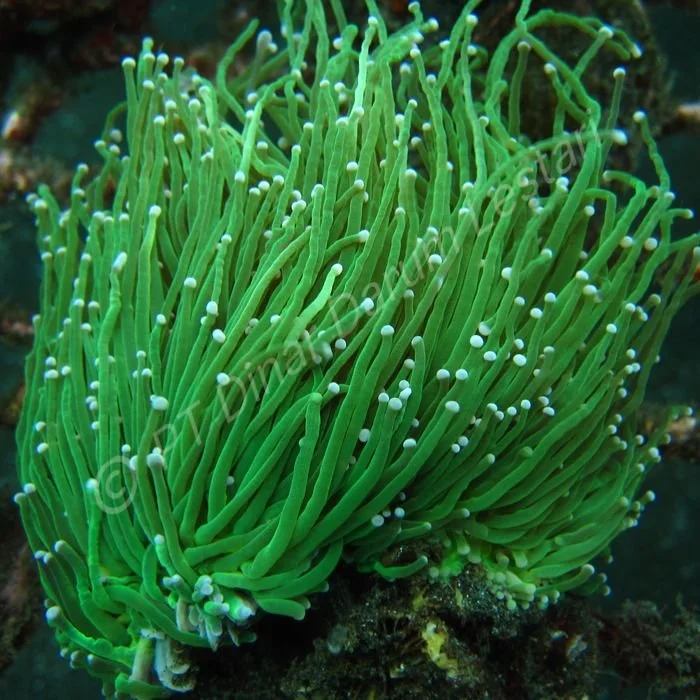 Euphyllia glabrescens.jpg