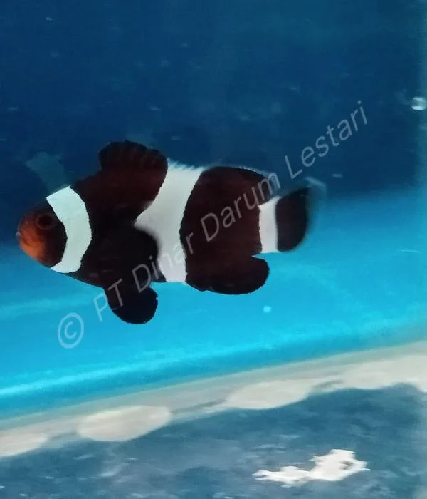Clownfish Goris 009.jpg