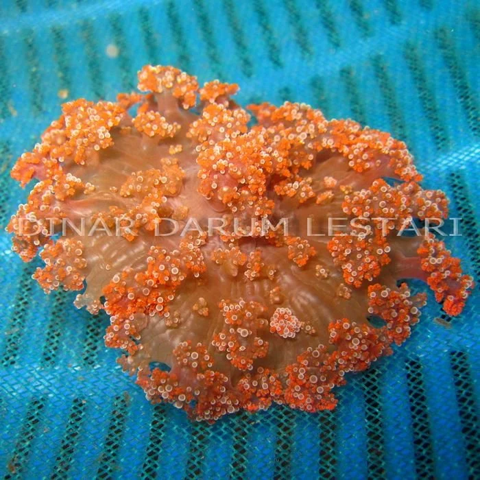 anemon api merah 1.jpg