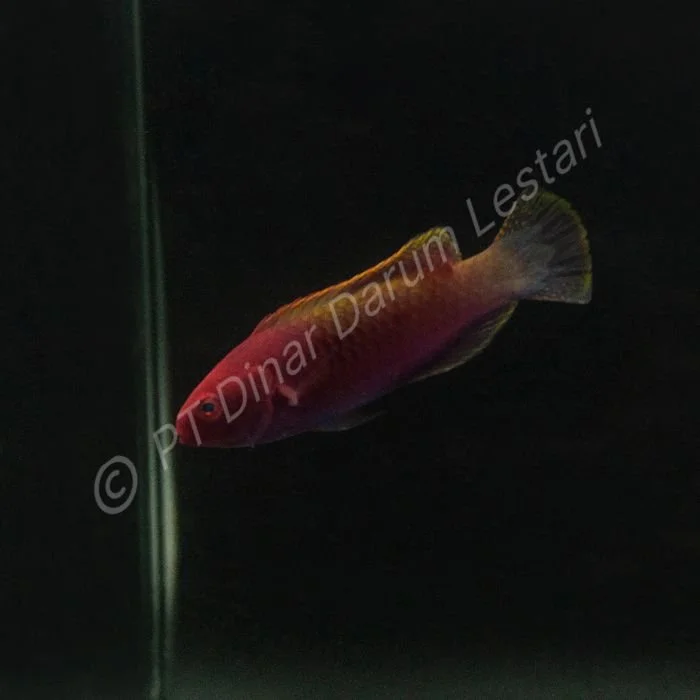 DINAR-1087 e.jpg