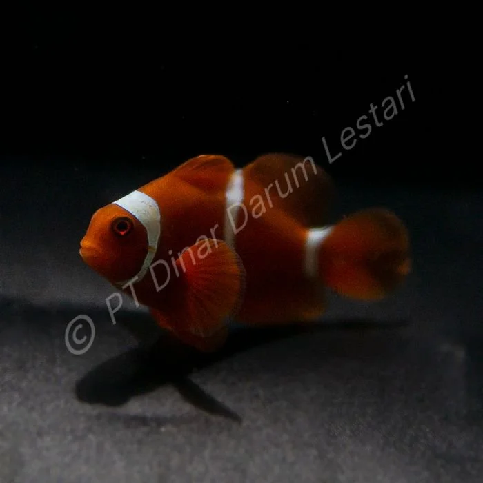 FISH 45.jpg