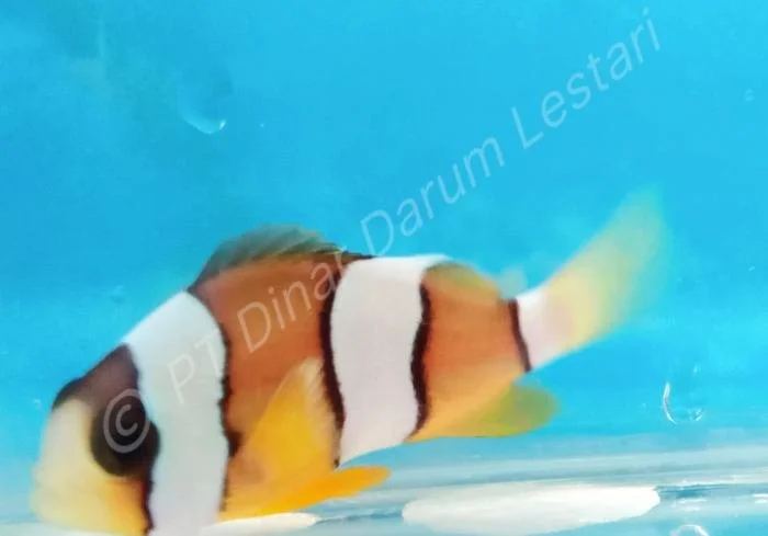 Clownfish Goris 004.jpg