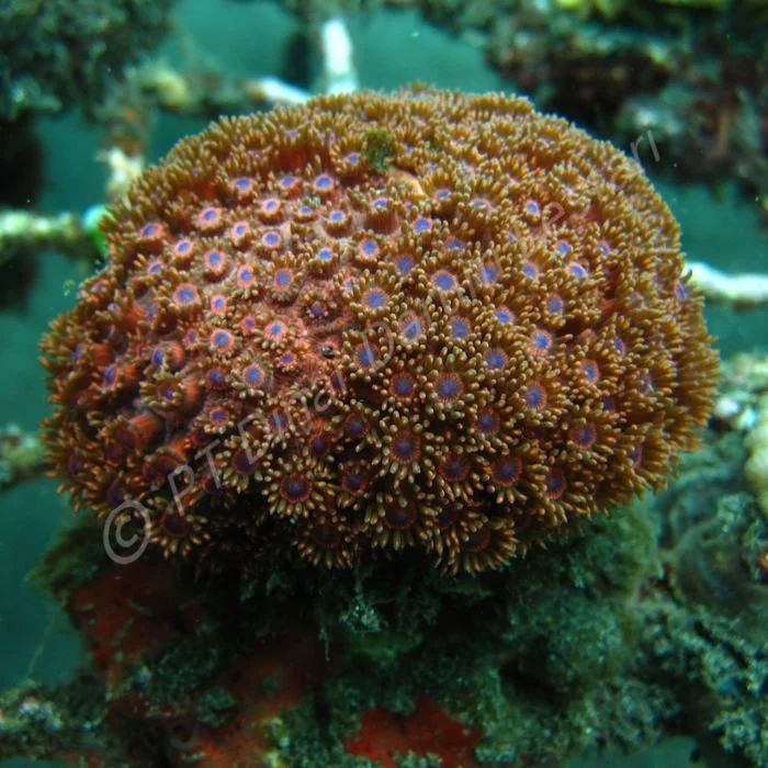 Goniopora minor (4).jpg