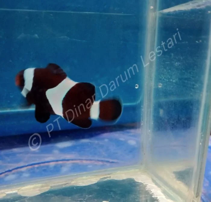 Clownfish Goris 014.jpg