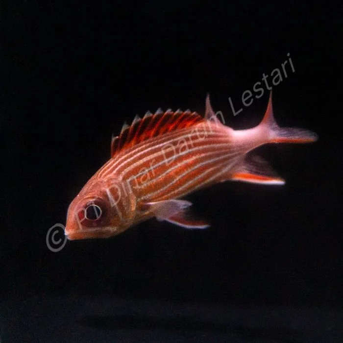 FISH 44.jpg