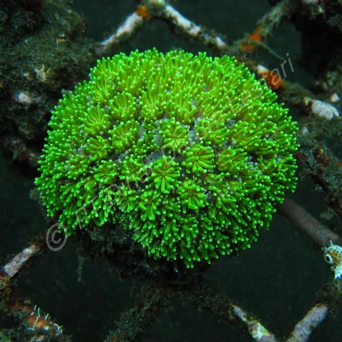 Galaxea sp (4) fascicularis.jpg