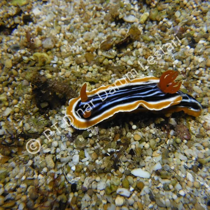 DSCF0650.jpg