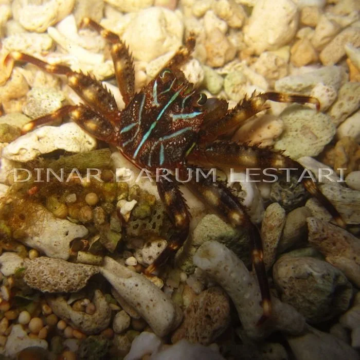Grapsus albolineatus.jpg