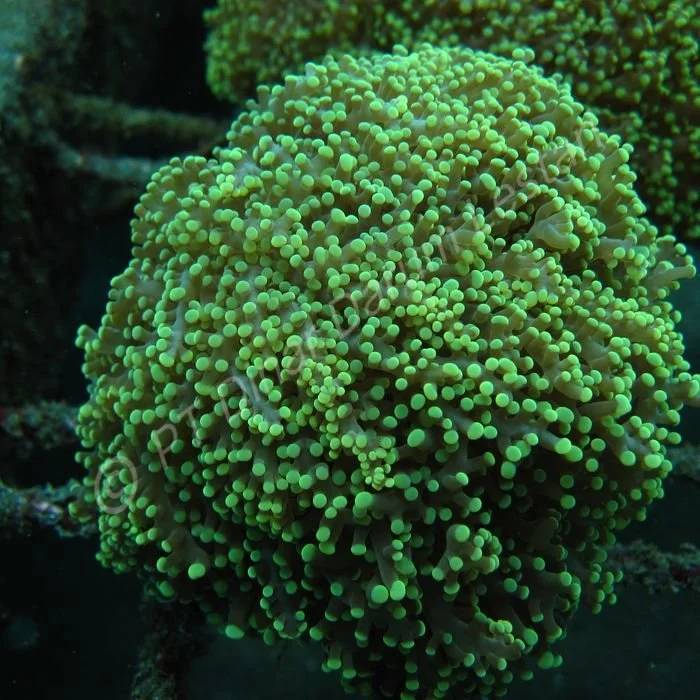 Euphyllia divisa.jpg