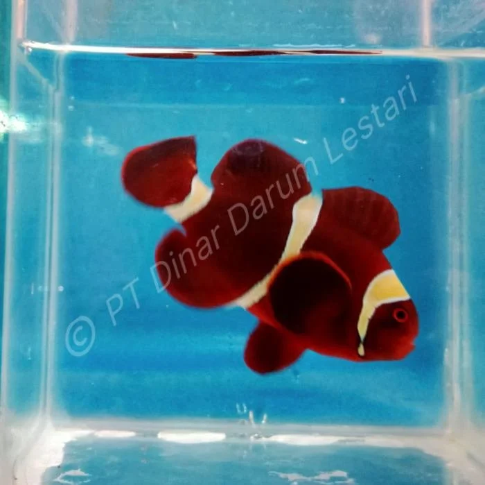 Clownfish Gilimanuk 001.jpg