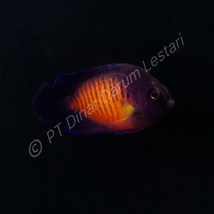 FISH 22.jpg