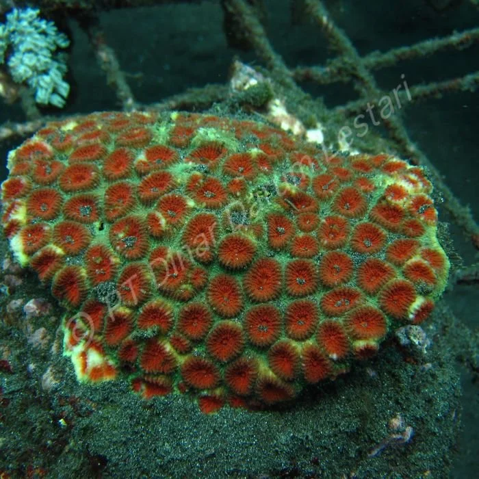 Favia pallida (6).jpg