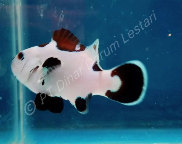 Clownfish Goris 018.jpg