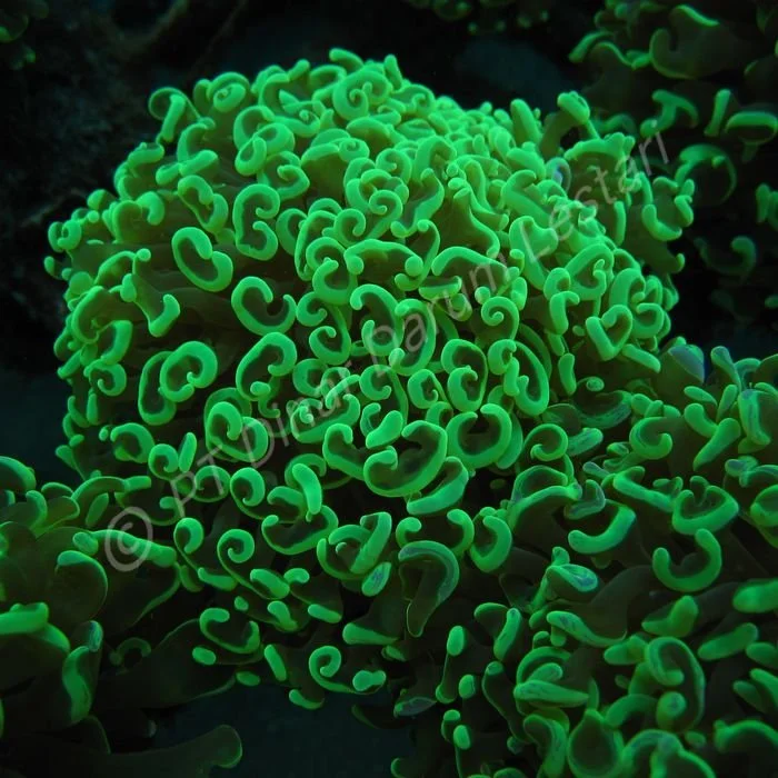 Euphyllia ancora (2).jpg