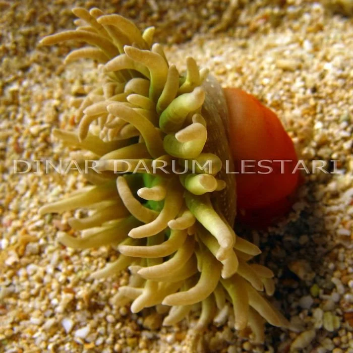 model hijau gelap.jpg