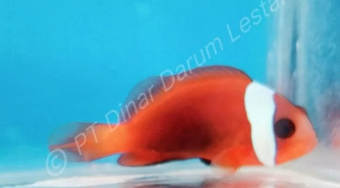 Clownfish Goris 003.jpg