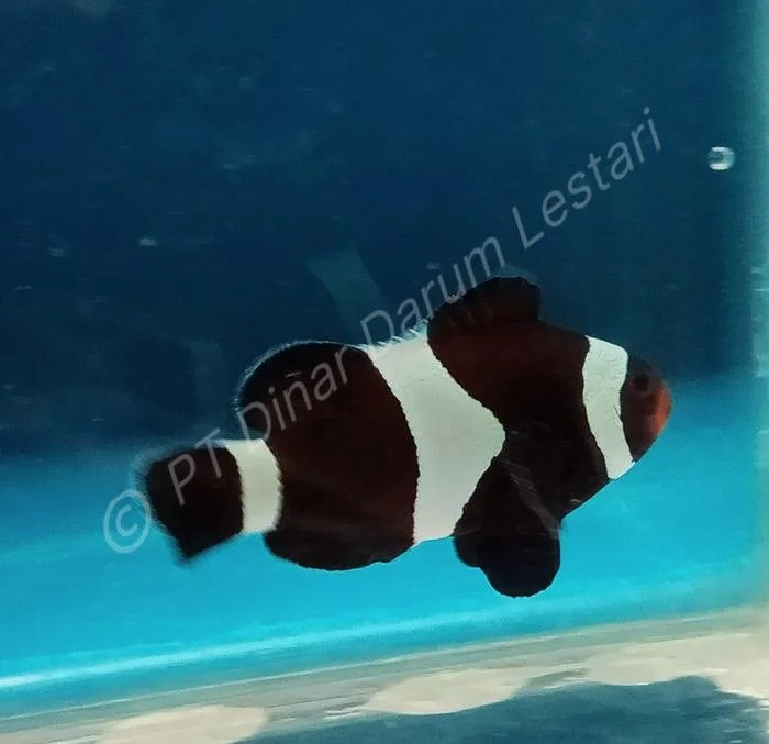 Clownfish Goris 012.jpg