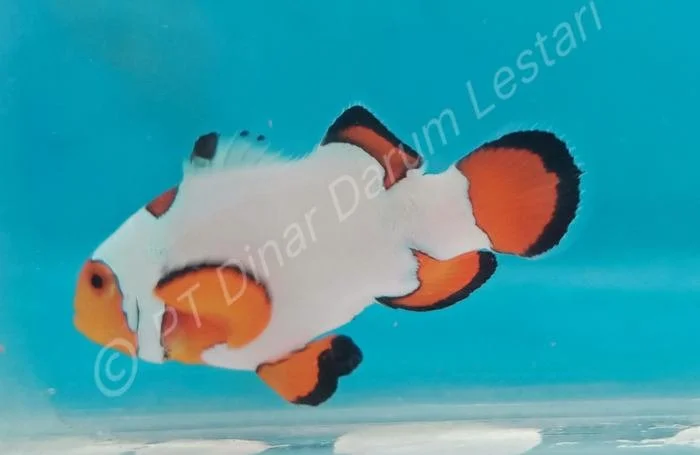 Clownfish Goris 006.jpg