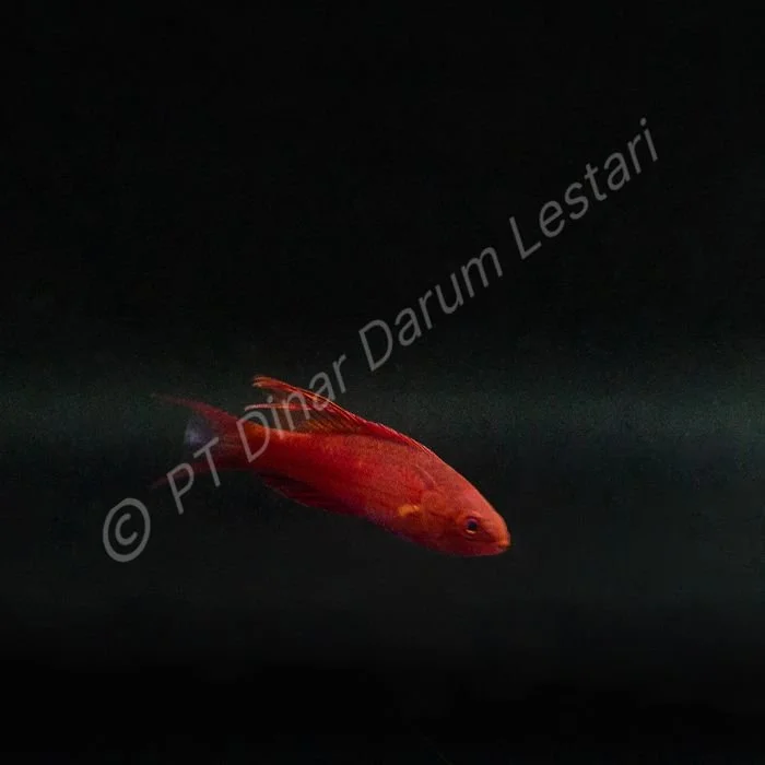 DINAR-1313 e.jpg