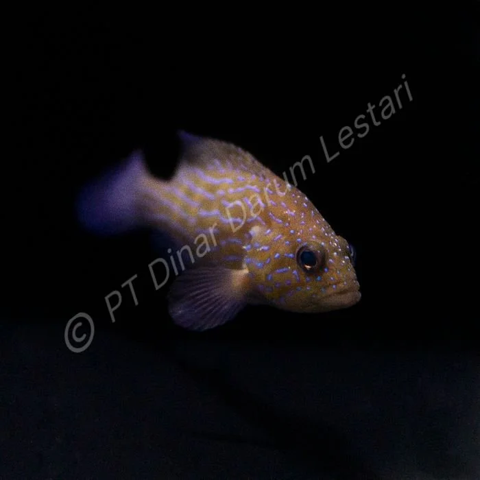 FISH 42.jpg