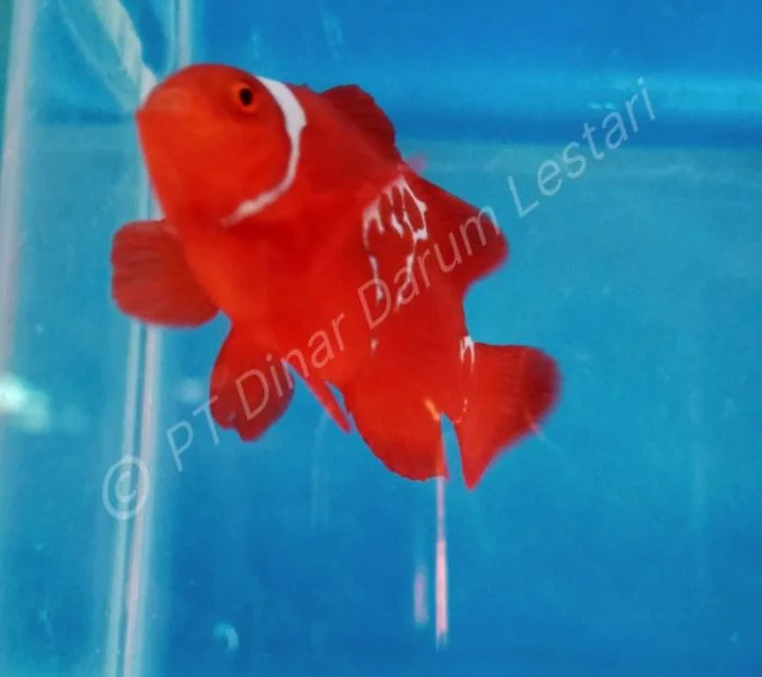 Clownfish Gilimanuk 024.jpg