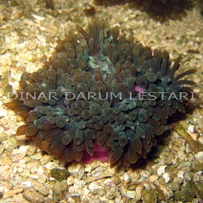 jagung pentil warna.jpg