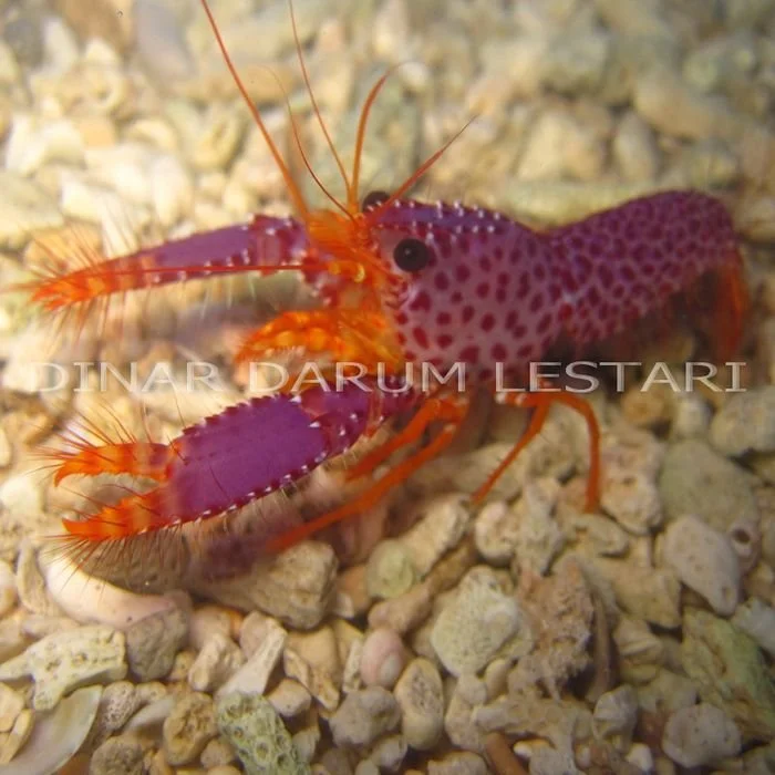 Enoplometopus debelius.jpg