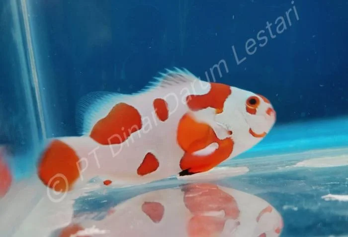 Clownfish Goris 017.jpg