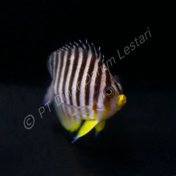 FISH 28a.jpg