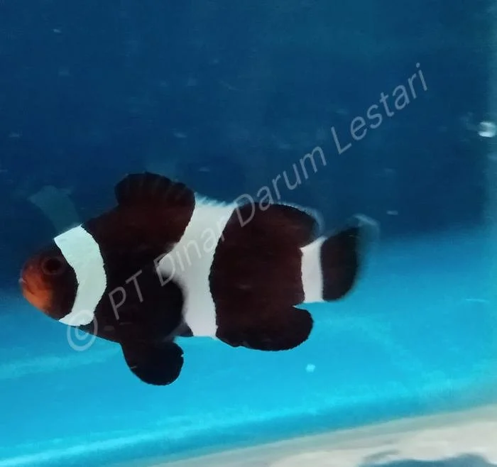 Clownfish Goris 013.jpg