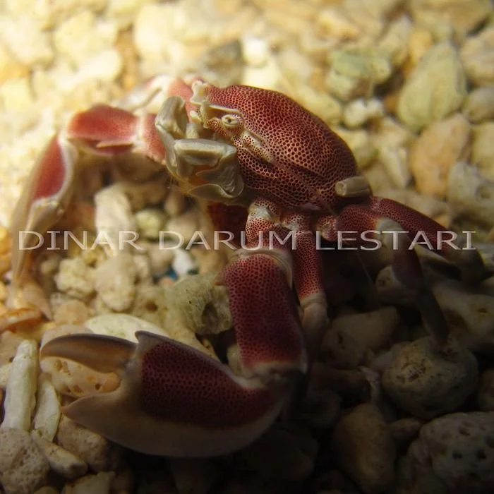 Neopetrolisthes oshimai.jpg