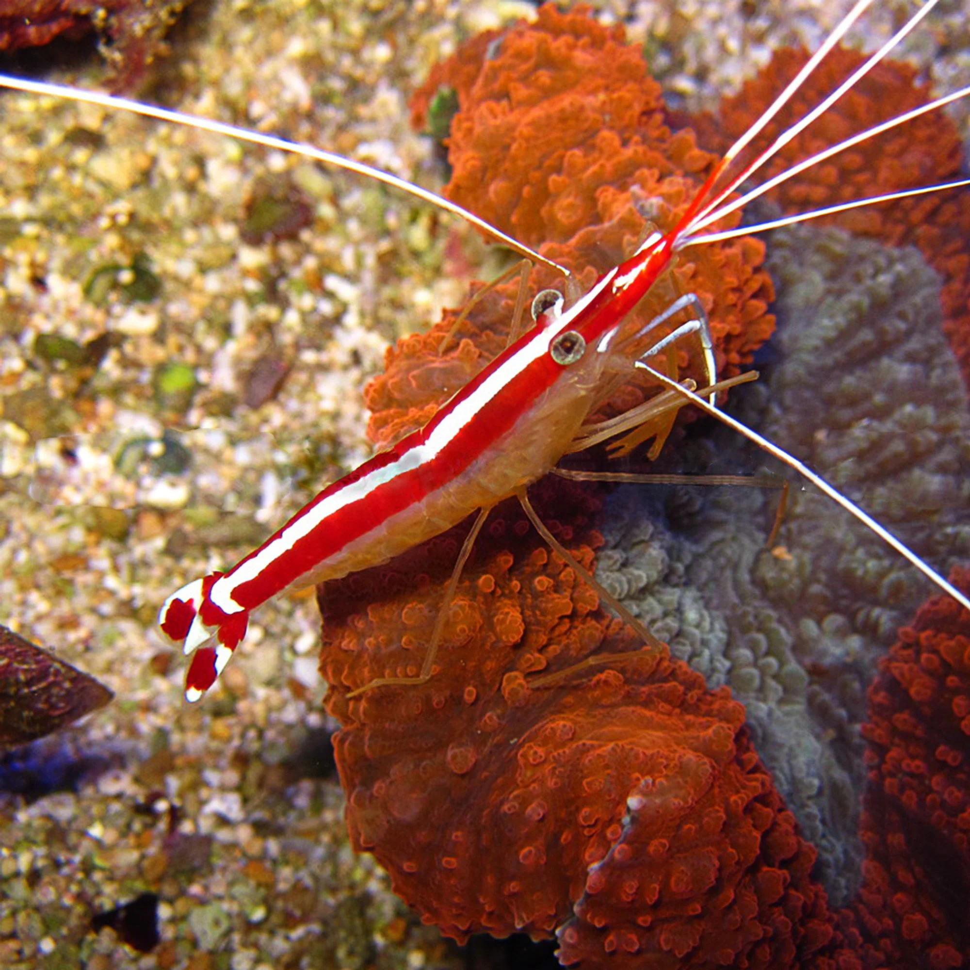 Lysmata amboinensis.jpg