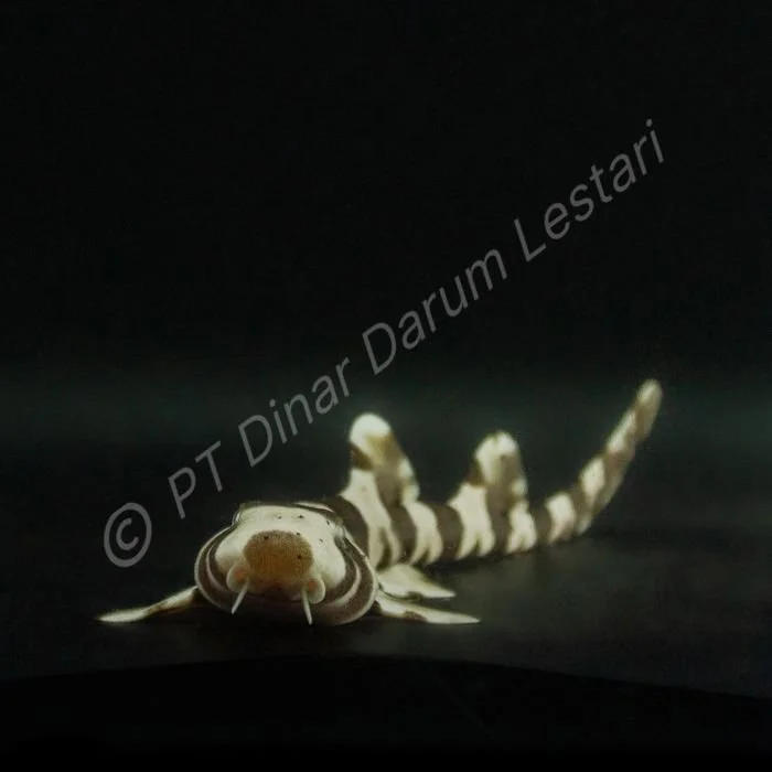 DINAR-1328 e.jpg
