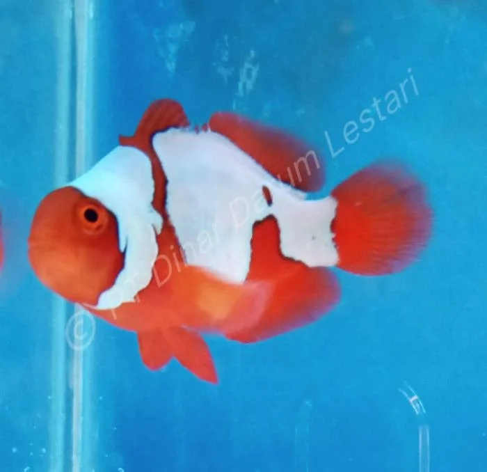 Clownfish Gilimanuk 012.jpg