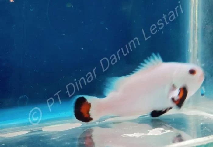 Clownfish Goris 008.jpg