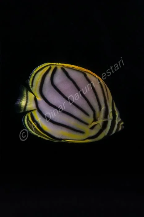 FISH 20 2x3.jpg