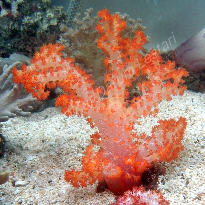 KM Seroja Merah (3).jpg