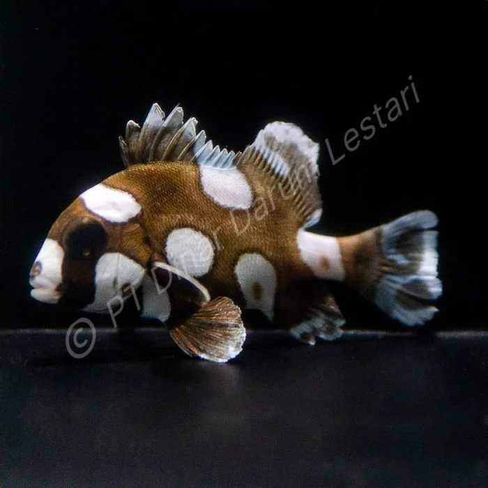 FISH 40.jpg