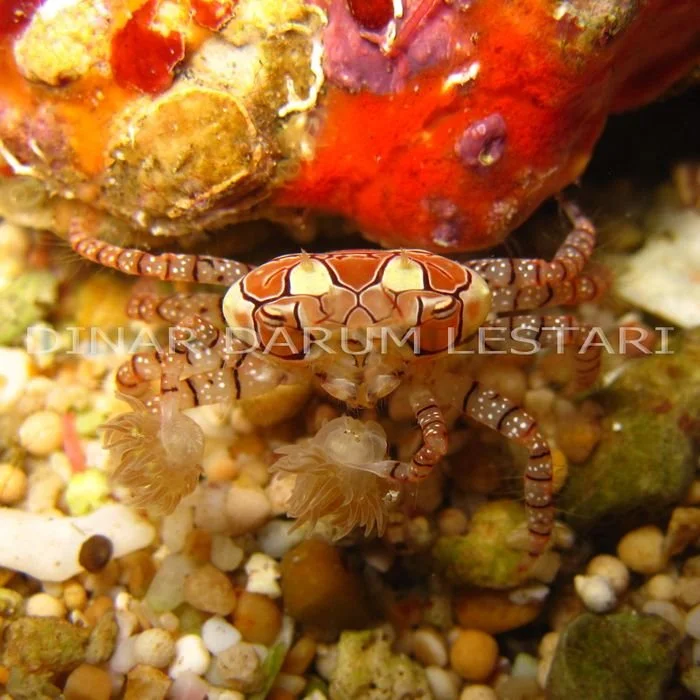 Lybia tesselata.jpg