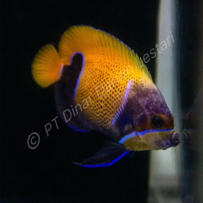 FISH 47.jpg