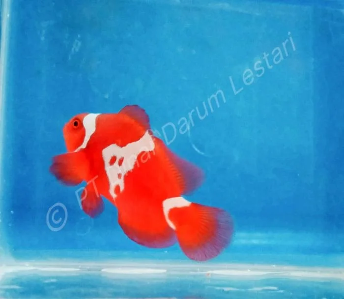 Clownfish Gilimanuk 017.jpg