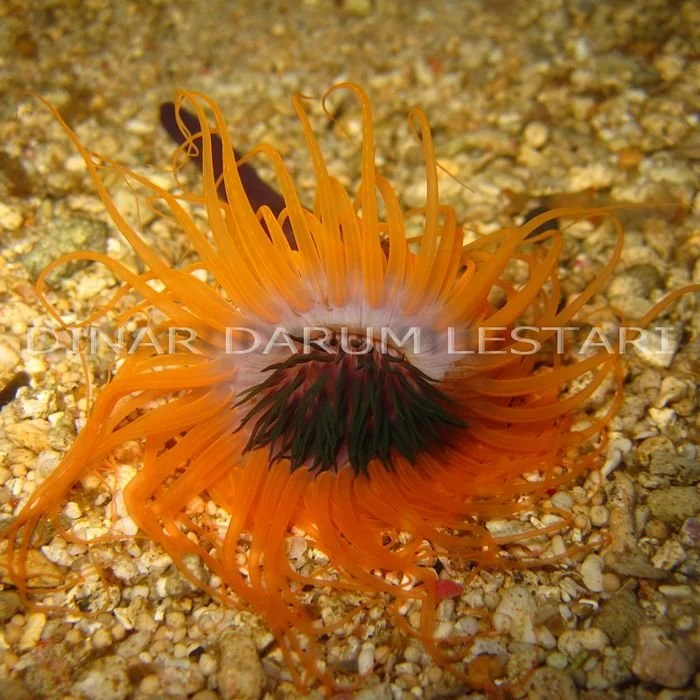 sarianthus oranye.jpg
