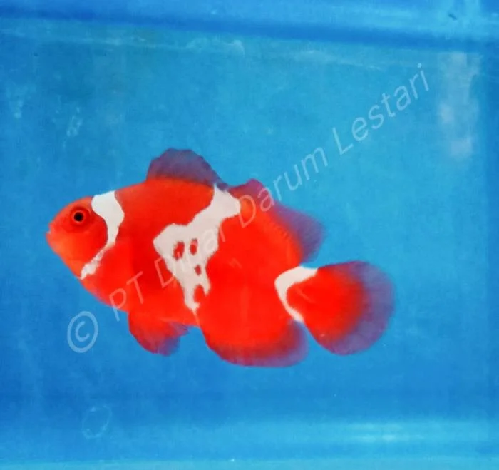 Clownfish Gilimanuk 020.jpg